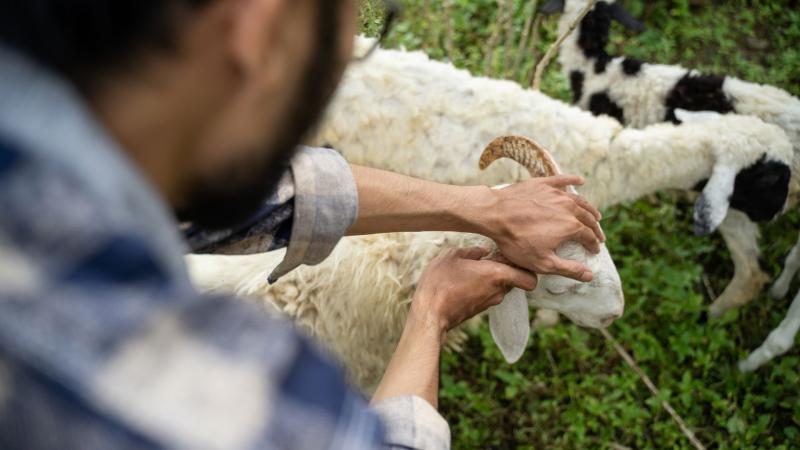 Foto blog Bolehkah Orang yang Ingin Berkurban Untuk Berkhitan